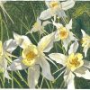 "FLOCK OF COLUMBINE" - By Lynn McLain