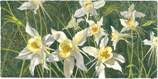 "FLOCK OF COLUMBINE" - By Lynn McLain